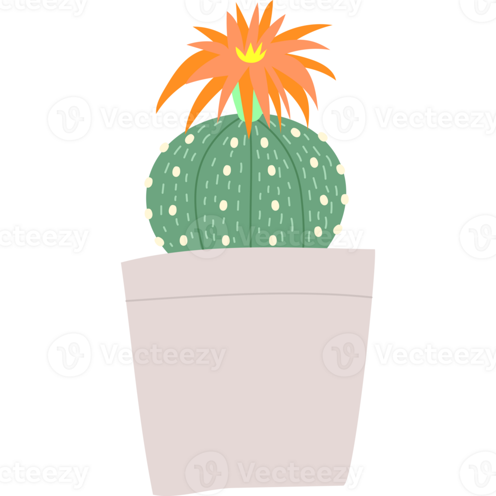 cactus flower bloom png