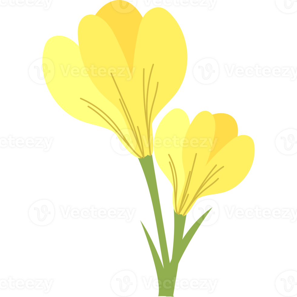 crocus flower bloom png