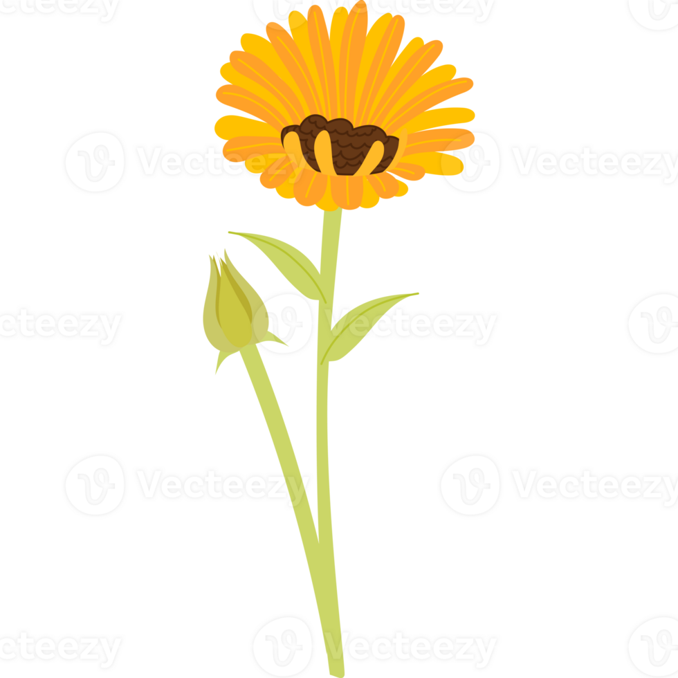 calendula flower bloom png