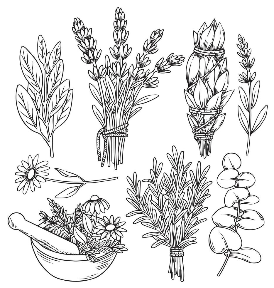 set of bunches of herbs lavender, rosemary, sage, eucalyptus and chamomile. illustration in sketch style. vector