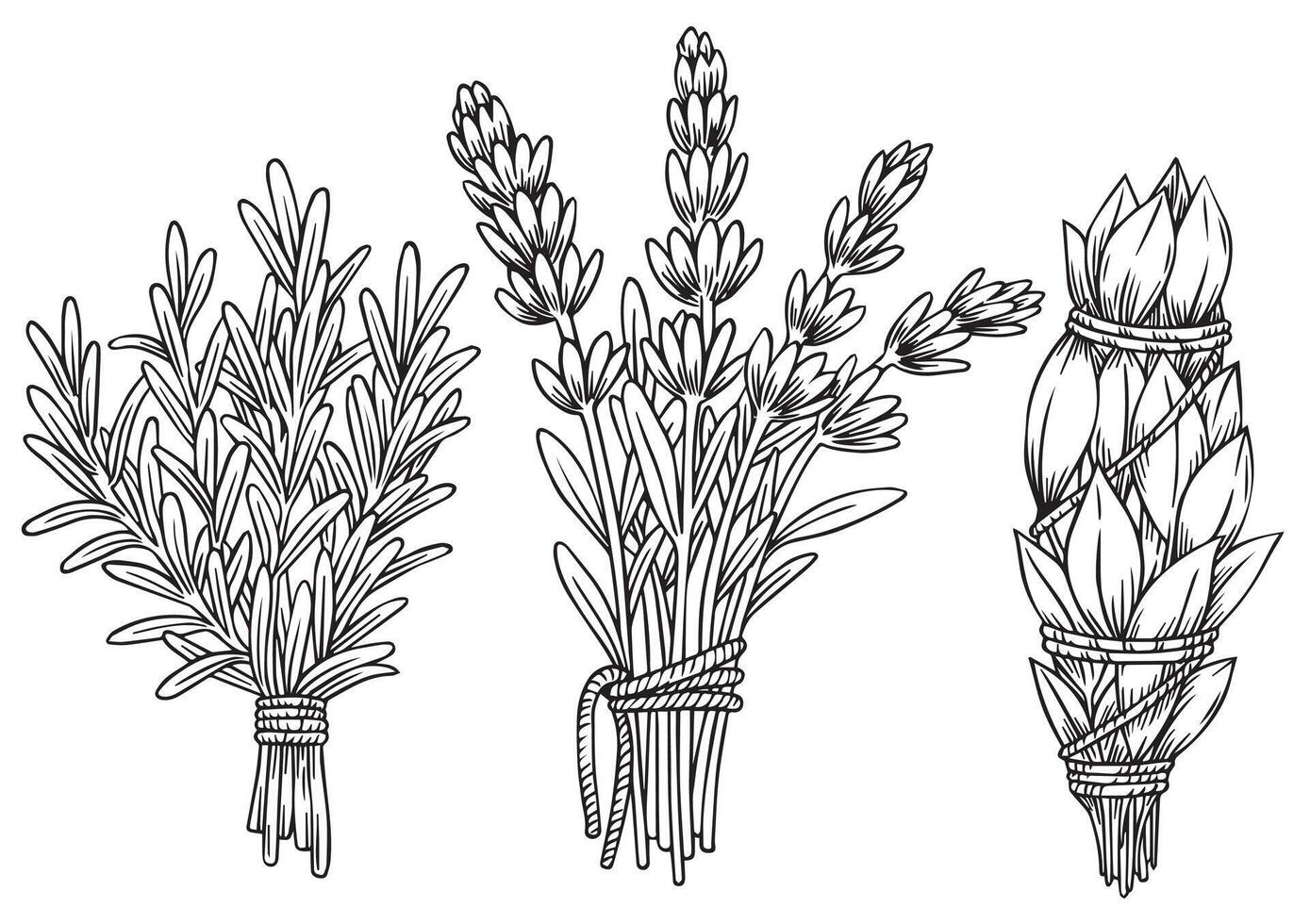 set of bunches of herbs lavender, rosemary, sage. illustration in sketch style. vector