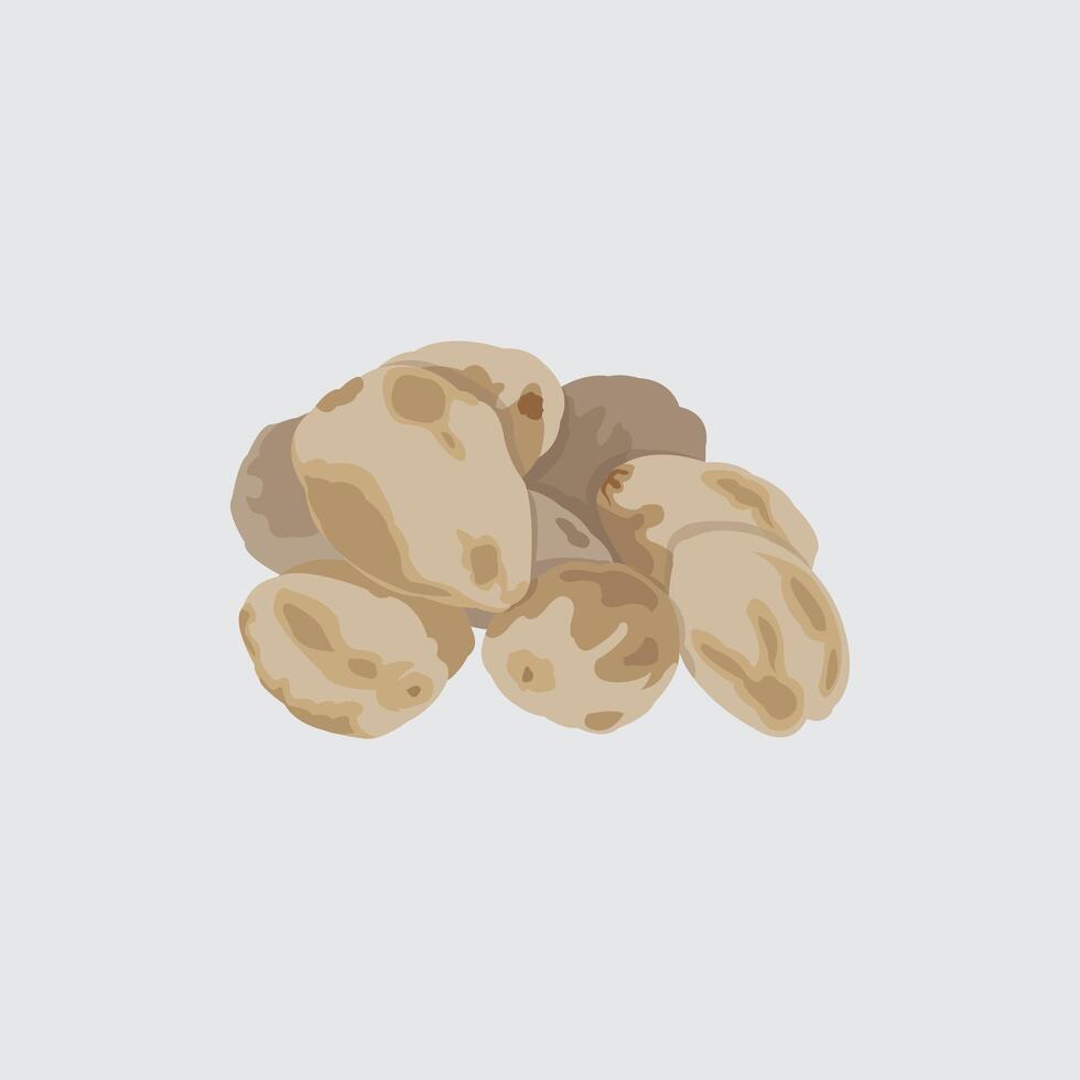 Candlenuts for cooking spices. vector