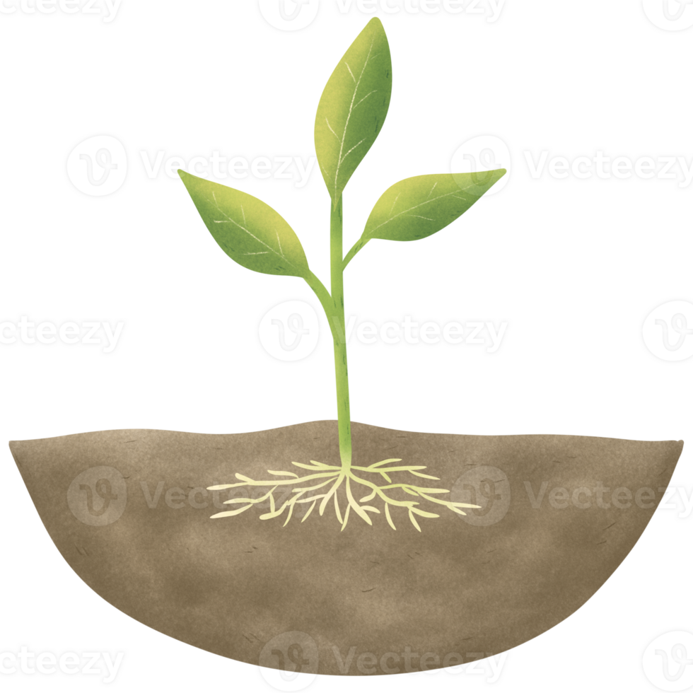 Soil and trees, seedlings, soil for planting trees, Illustration of garden, hand drawing png