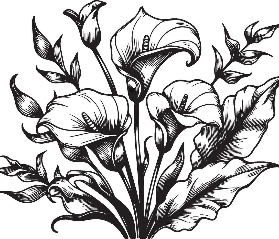 Silhouette of calla flower coloring pages, peatal leaves of branch illustration, calla flower free printable silhouette design line art isolated on white backgrounds vector