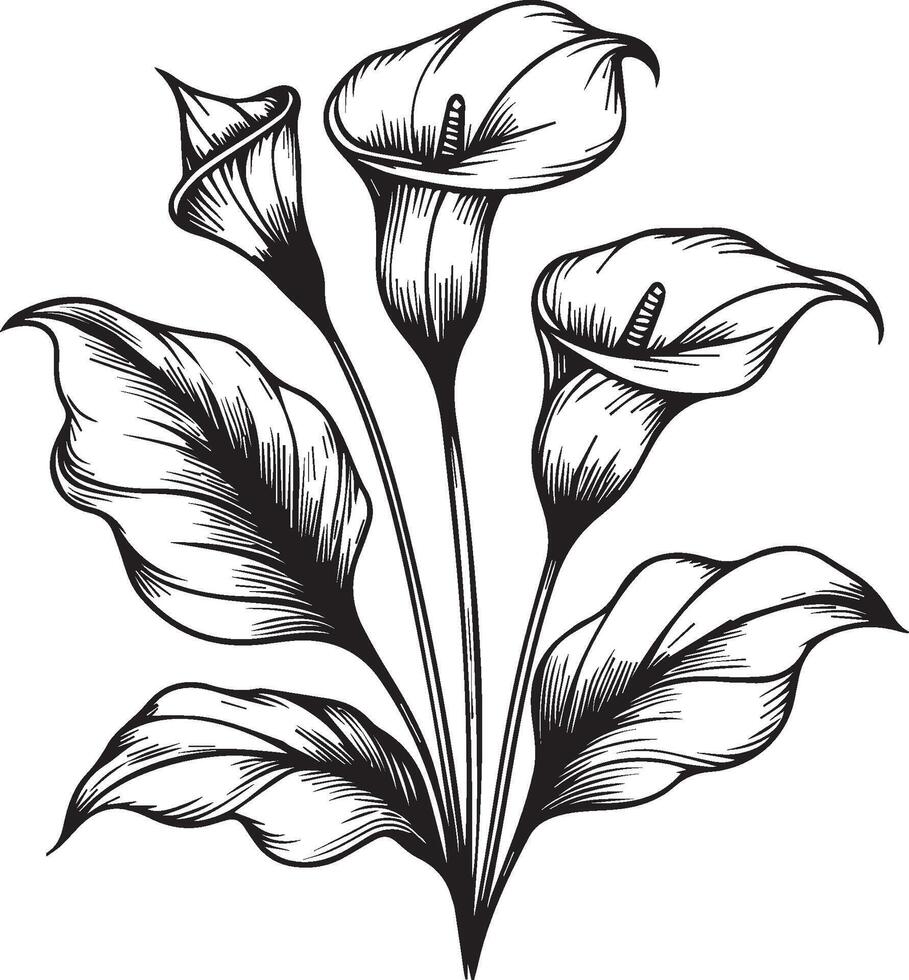 Calla flower coloring book hand drawn botanical spring elements bouquet of calla flower line art, coloring page, sketch, artistic simplicity doodle art, Easy yellow calla flower drawing vector