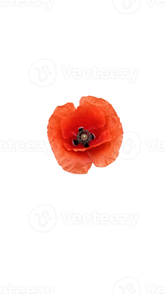 Red poppy, flower in the field png
