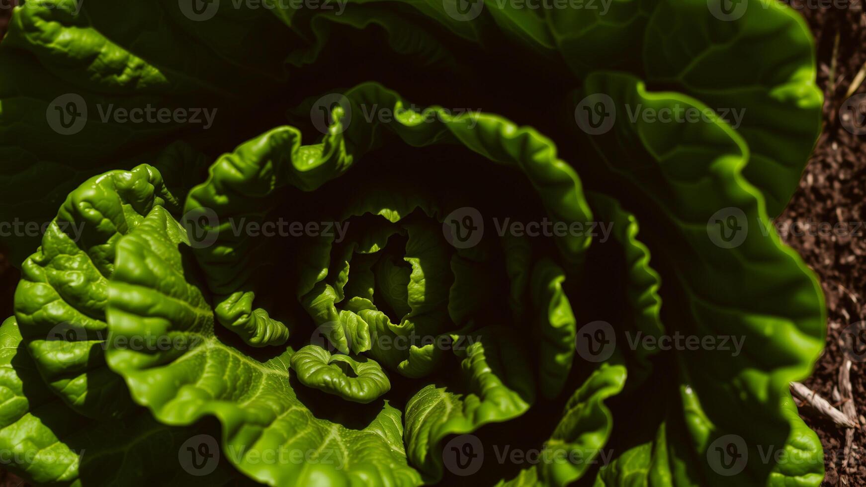 Lush Green Cabbage Leaves photo