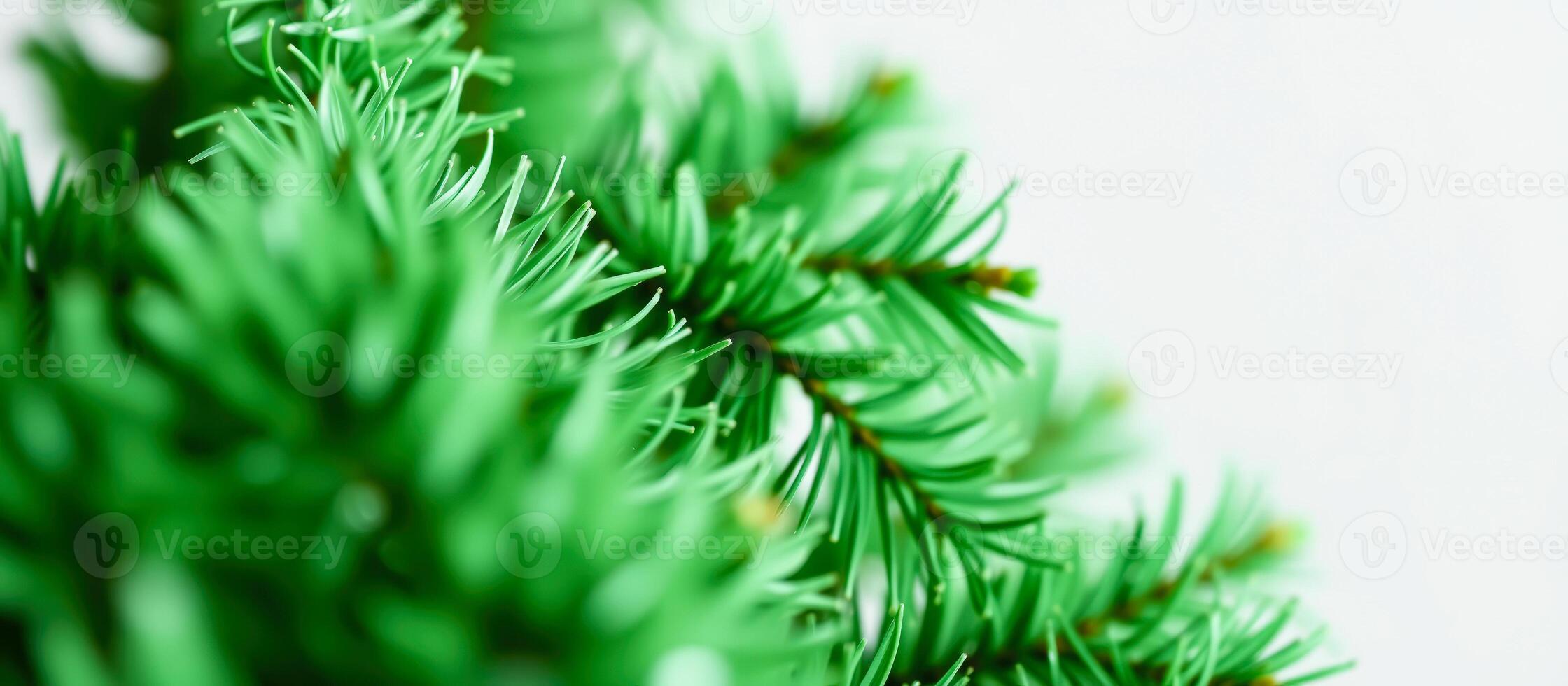 Closeup of Pine Needles on a White Background photo