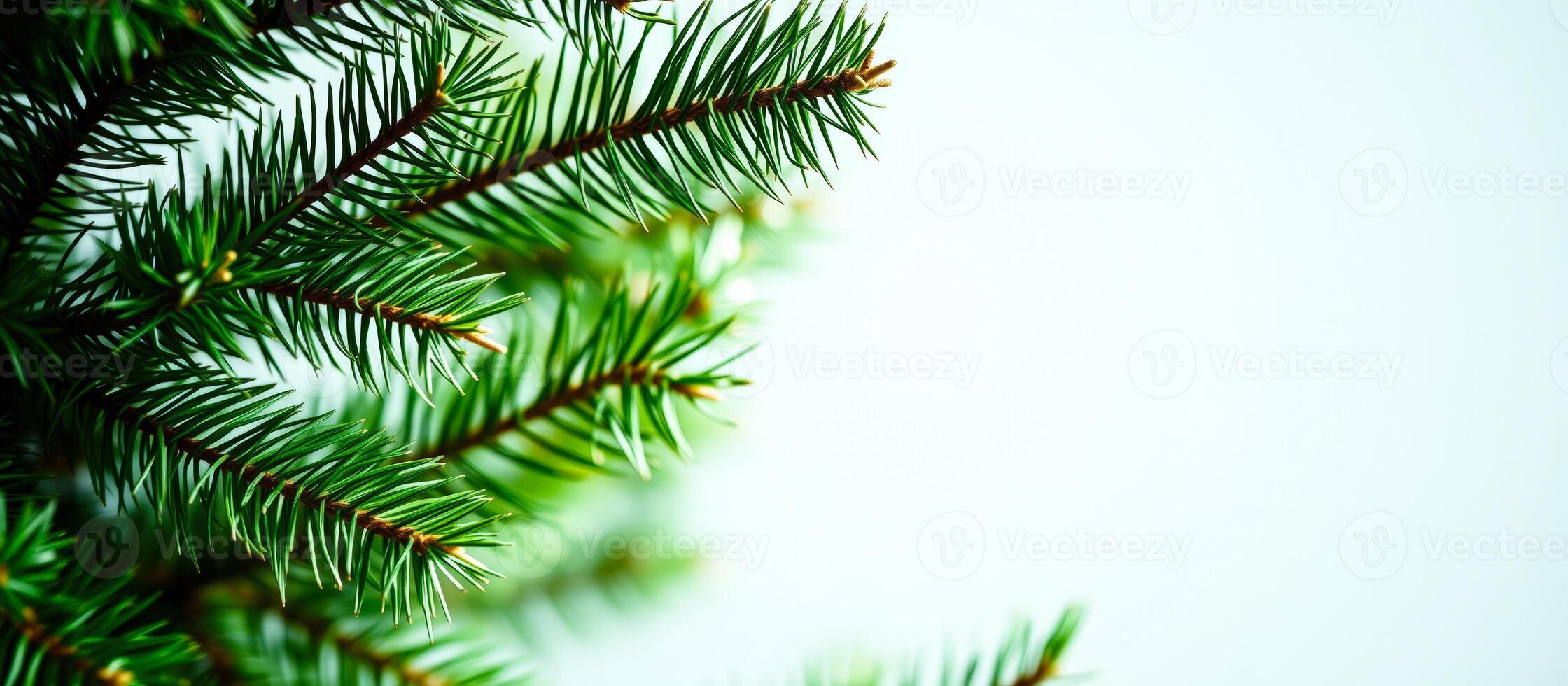 Close-up of a Green Pine Branch on a White Background photo