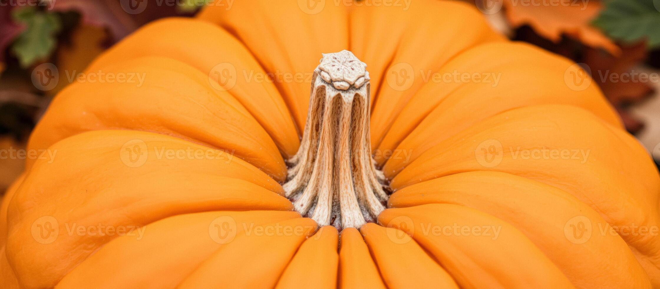 Close-up of a Pumpkin's Stem photo