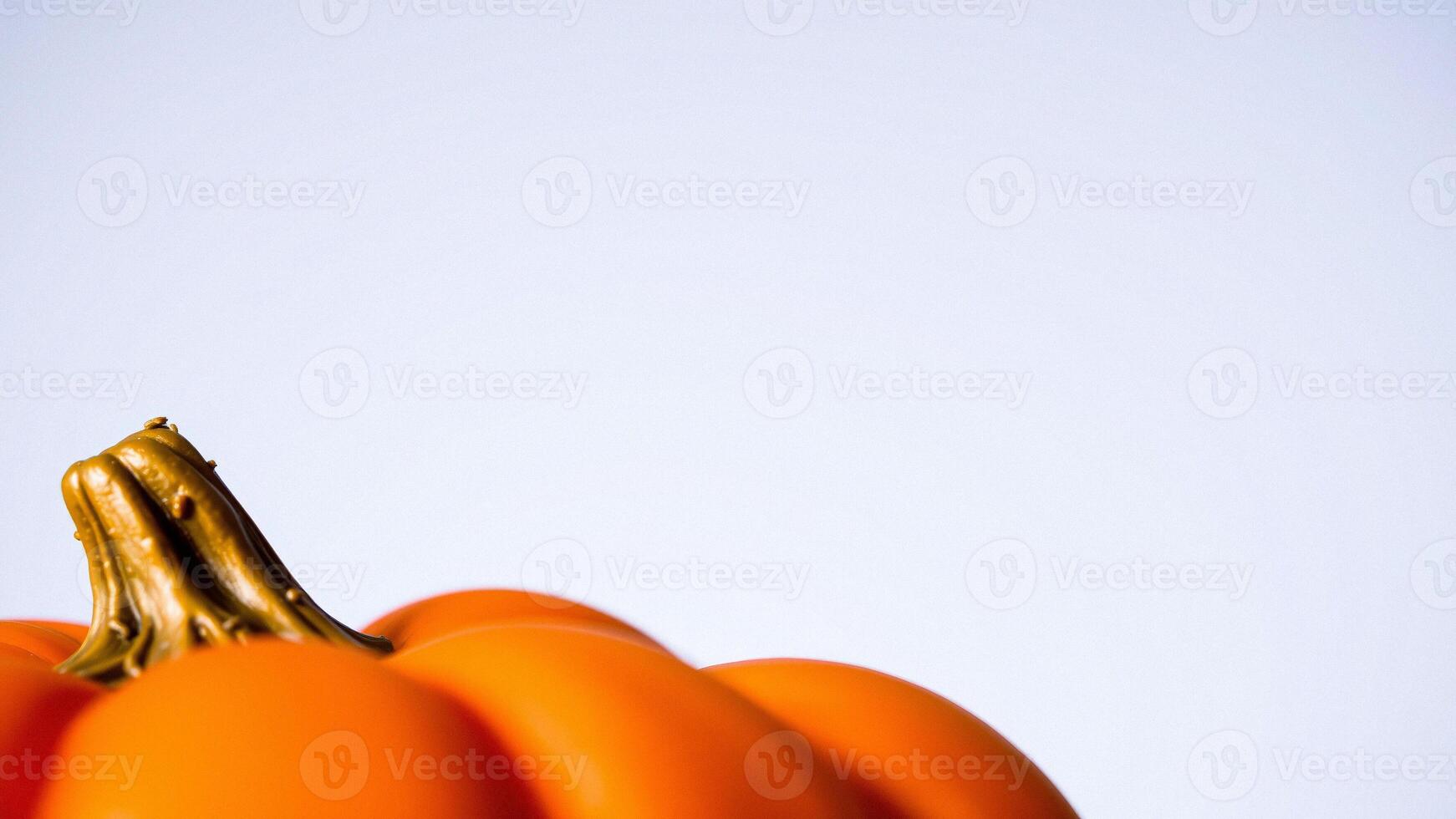 Closeup of a Pumpkin Stem on a White Background photo