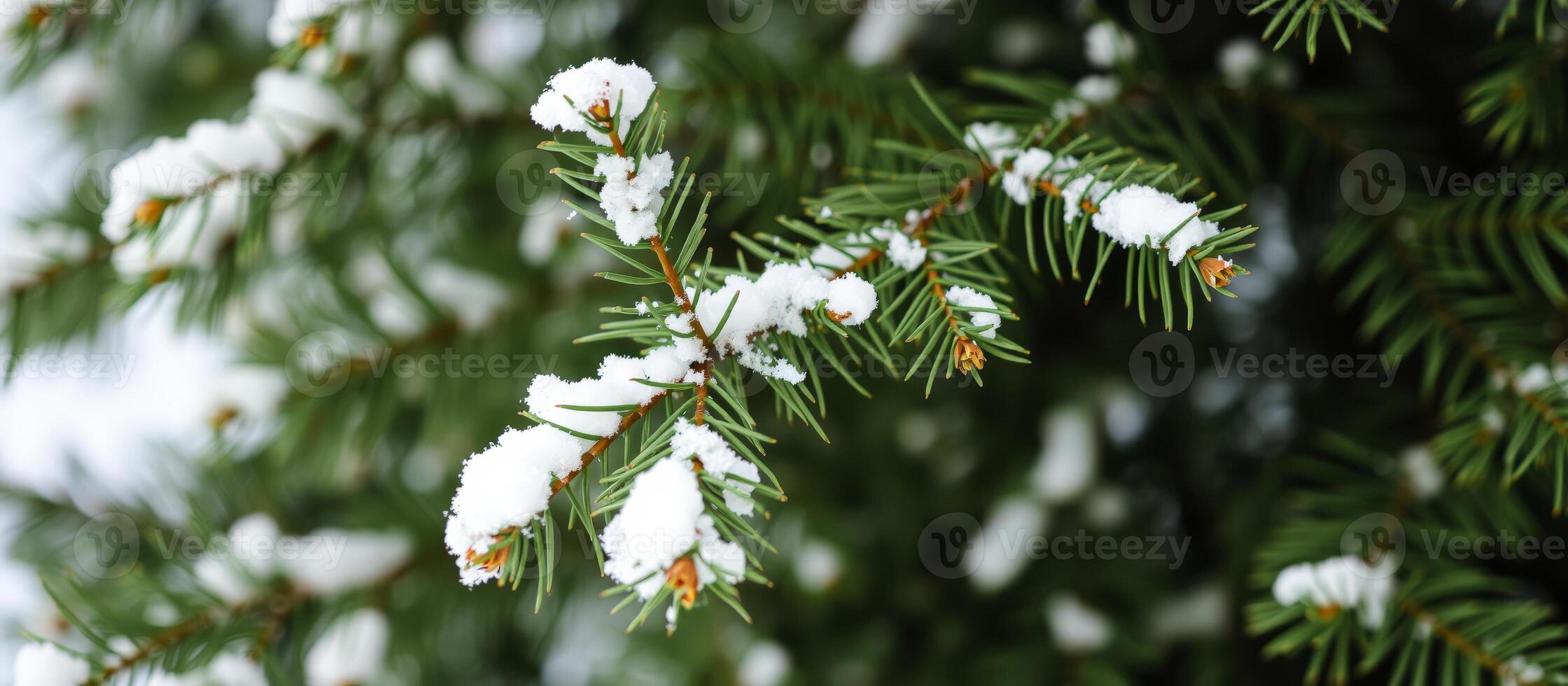 Snow-covered pine branch with blurred background photo