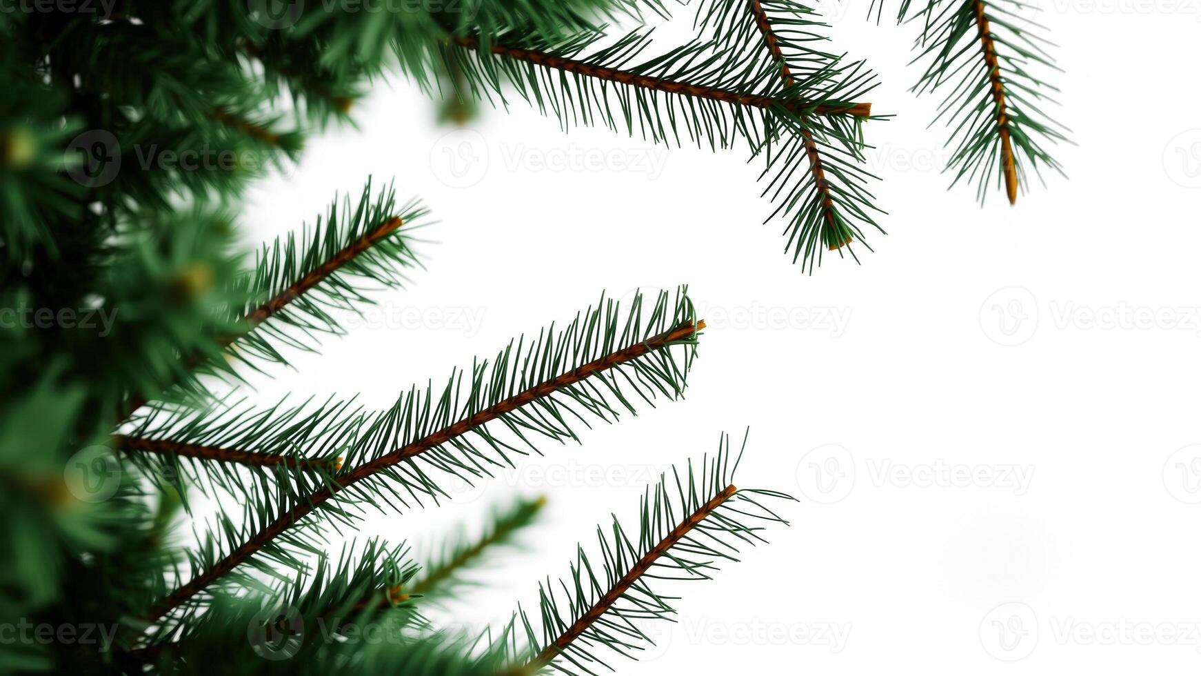 Green Pine Branches on White Background photo