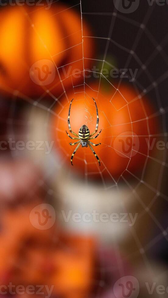 Spider in a Web photo