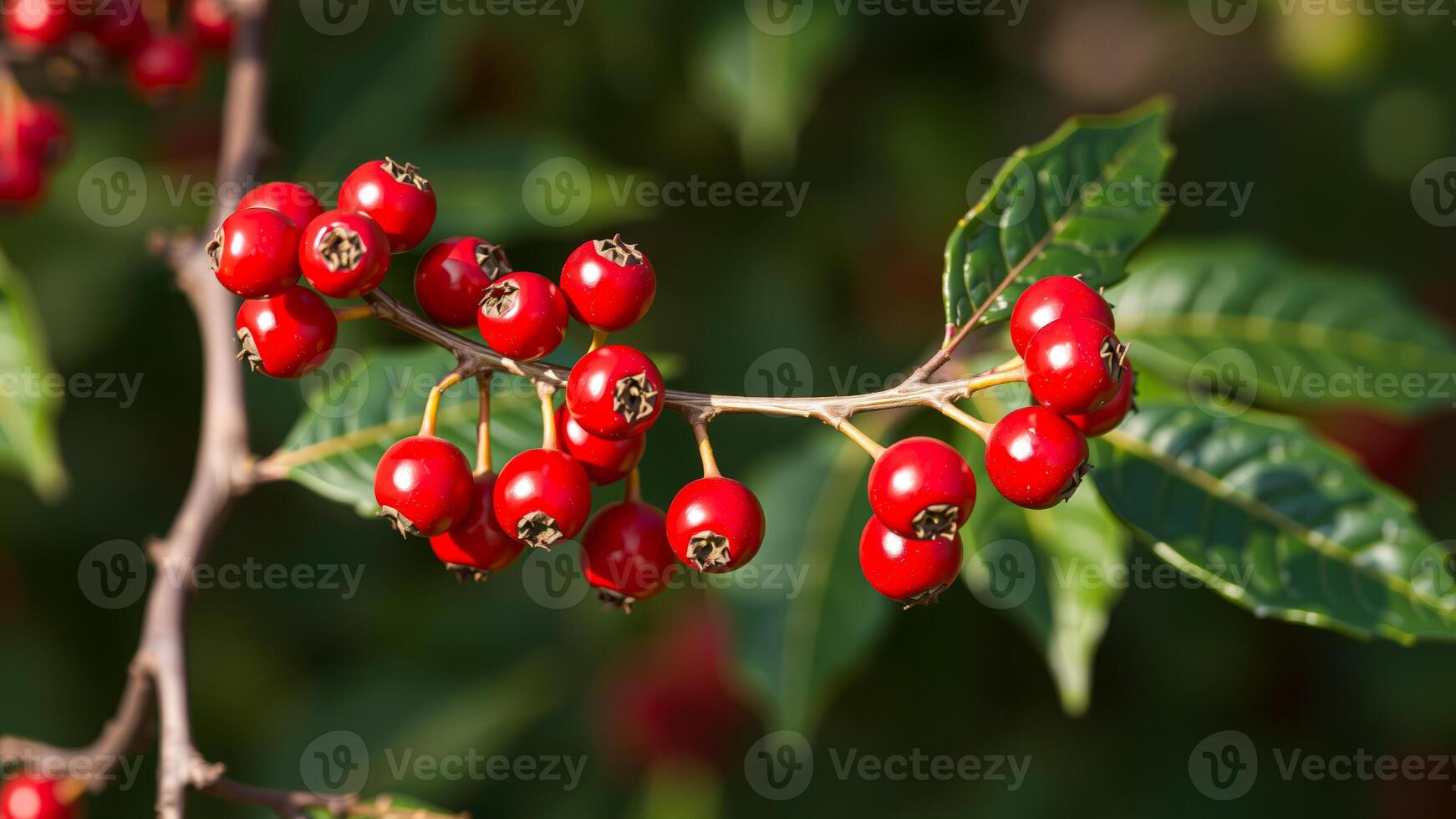 Close-up of Red Berries on a Branch photo