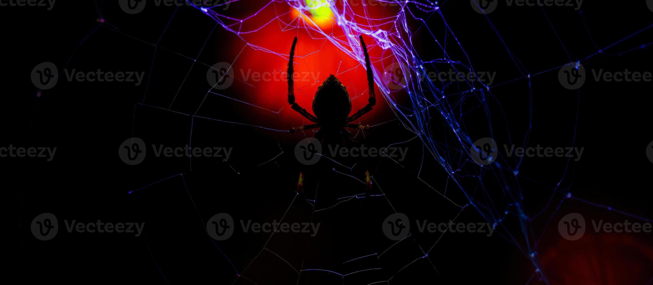 spider caught a web light photo