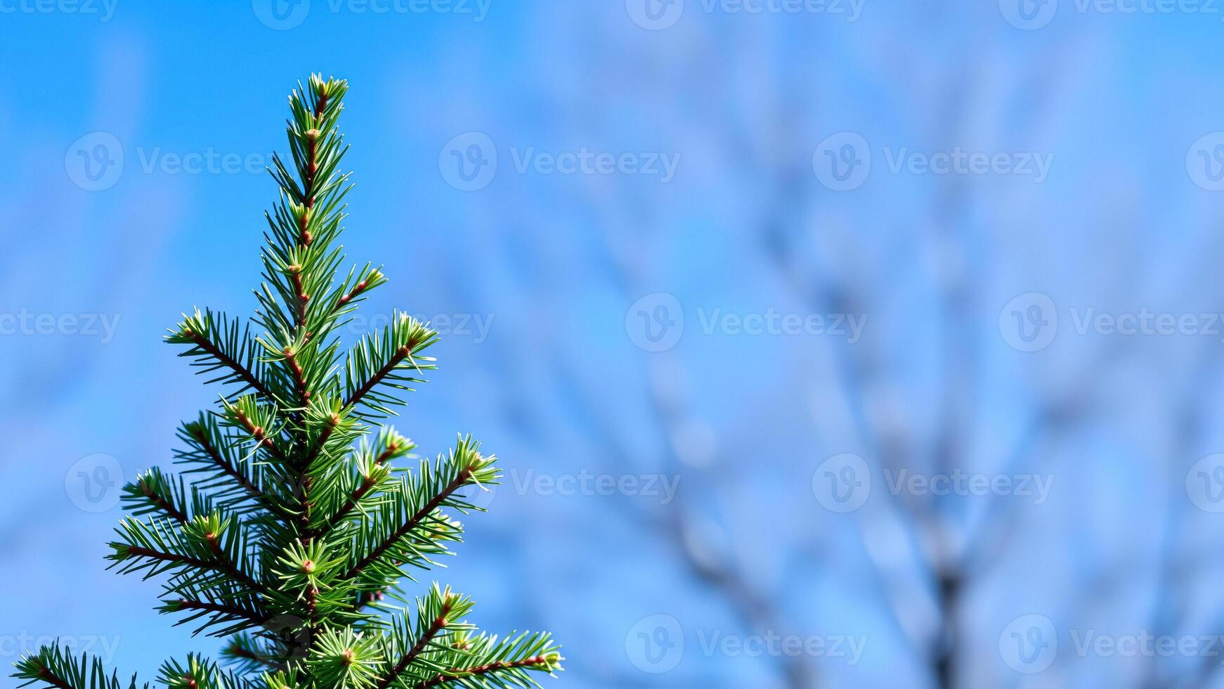 single pine branch against a blue sky photo