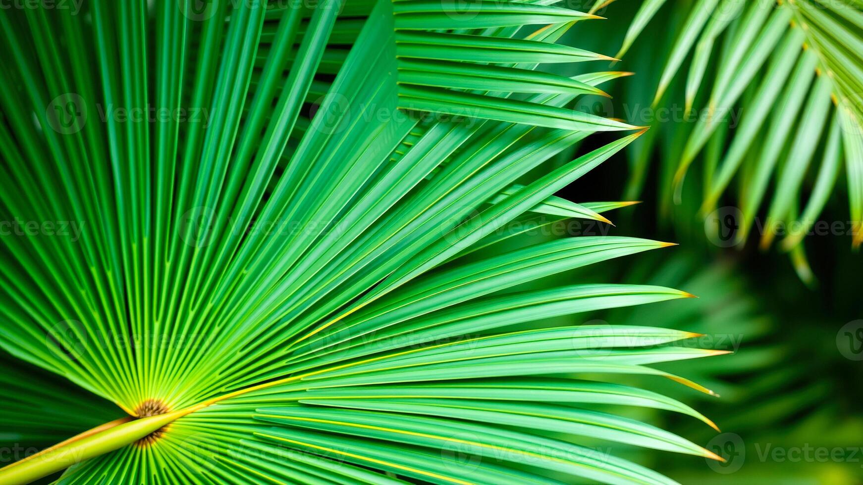 detailed view a lush green palm frond photo
