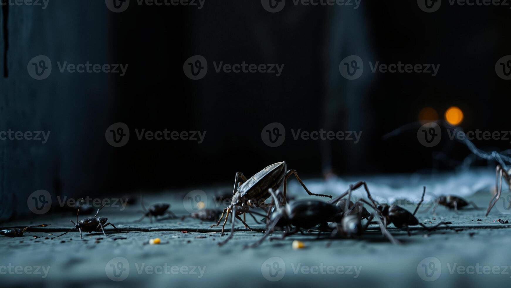 dark insects crawling a shadowy setting photo