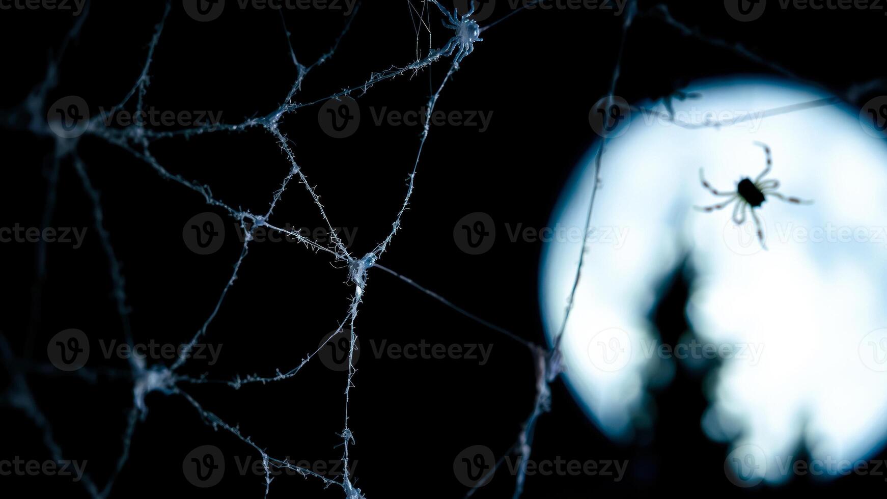 spiderweb glows under the moonlight photo