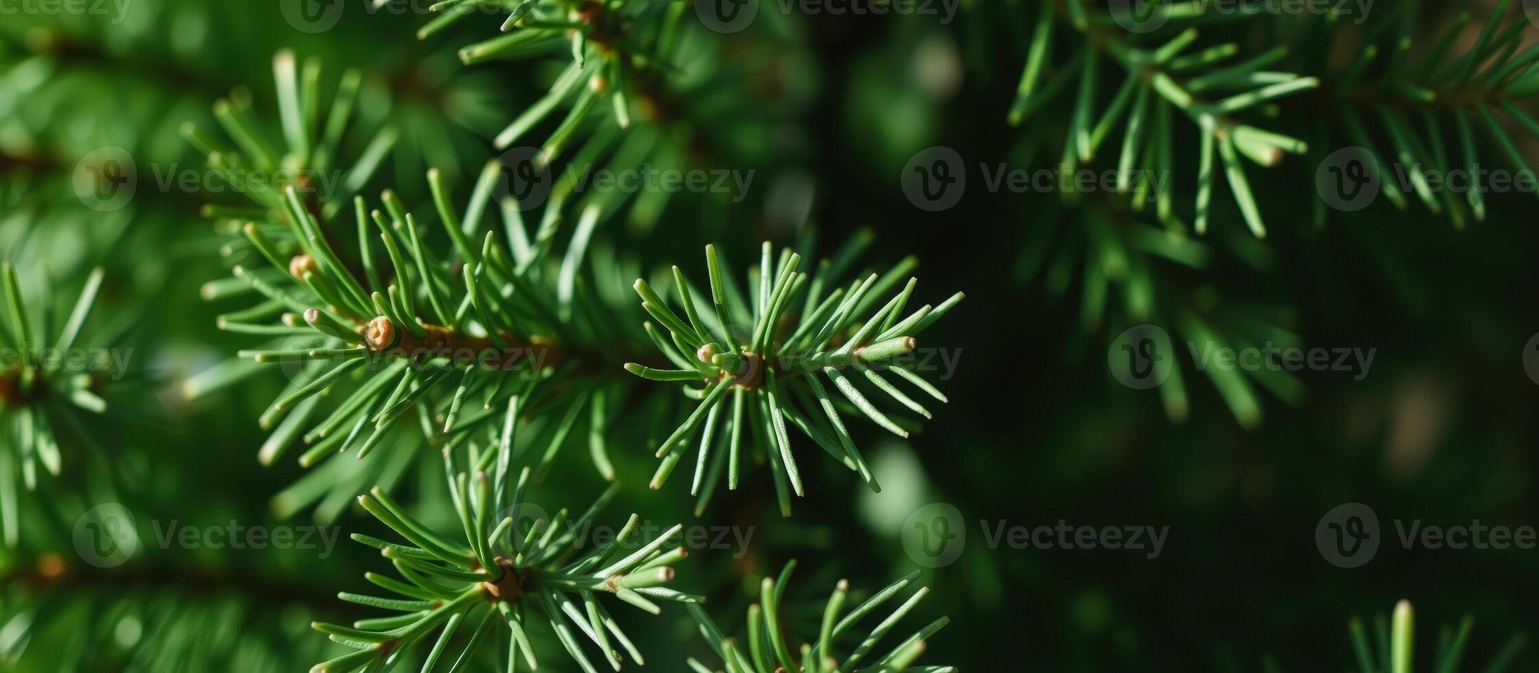 close- a coniferous tree branch with vibrant green needles photo