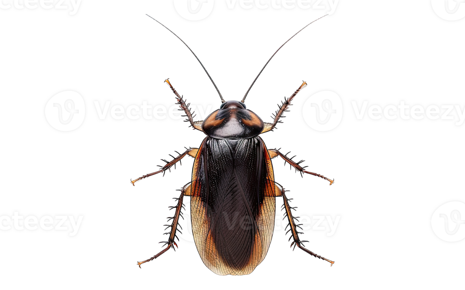 barata .isolado em transparente fundo png