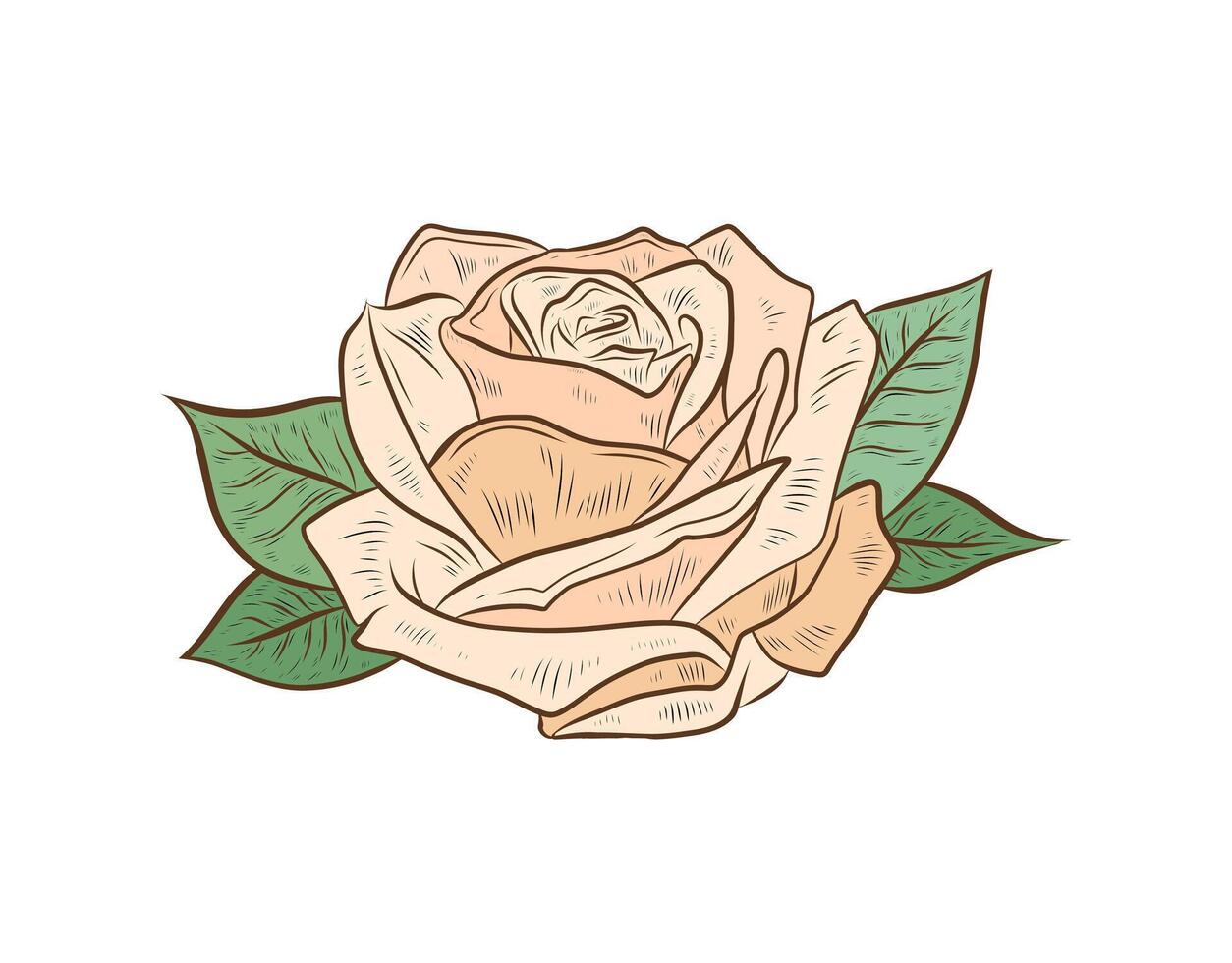 rose flower isolated on white background. Color illustration of rose bud. Flower of peach, yellow color. Design and formation, realistic drawing. vector