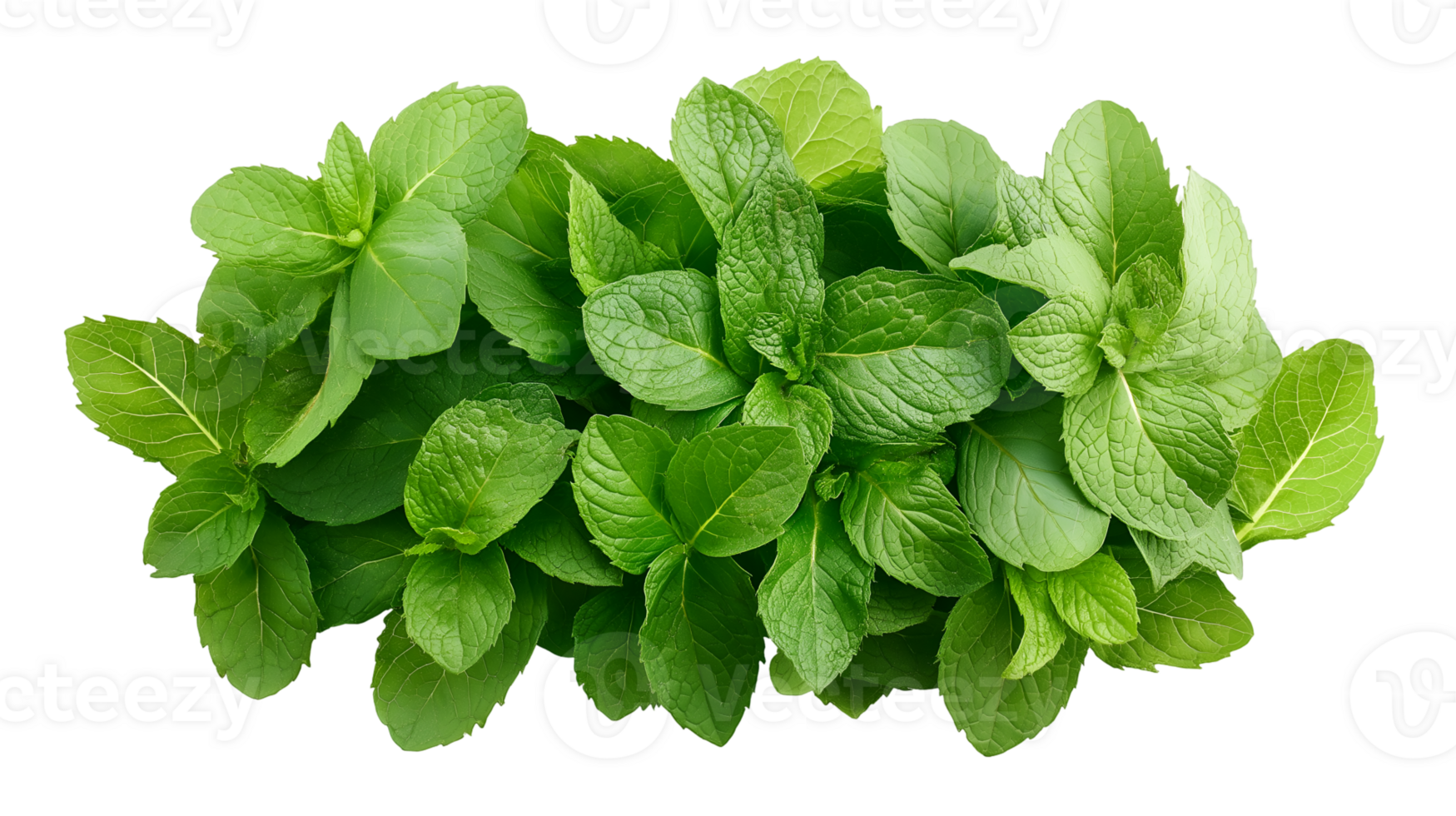 Fresh Mint Leaves A Versatile Herb for Cooking and Health, Isolated on Transparent Background, High-Resolution Stock Image png