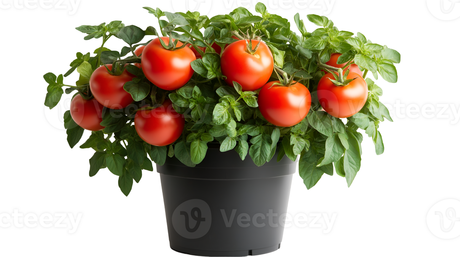 Tomato Plant with Ripe Tomatoes, Isolated on Transparent Background, High-Resolution png