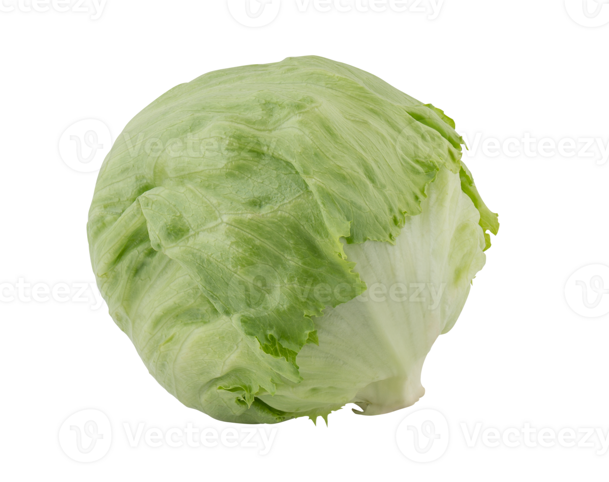 Fresh lettuce cut out isolated transparent background png