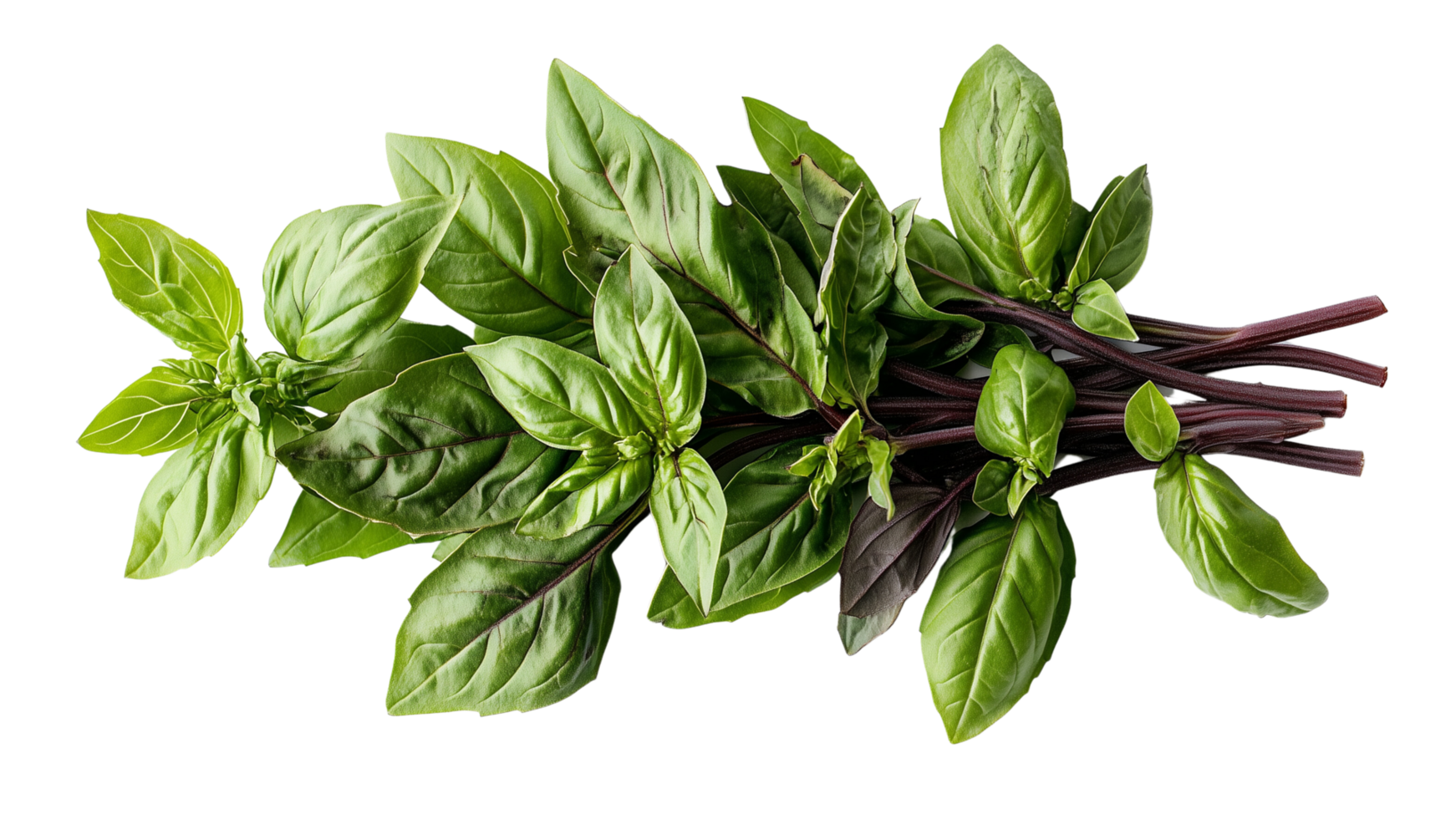 Fresh basil leaves with vibrant green color and rich texture, perfect for culinary use and garnishing dishes. This aromatic herb adds flavor and freshness to various recipes png