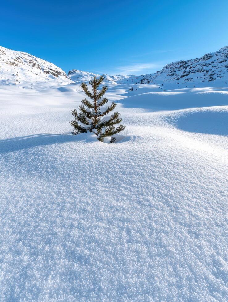 Snowy mountain landscape with pine tree photo