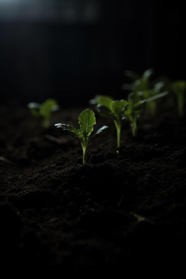small plant growing in dark soil photo