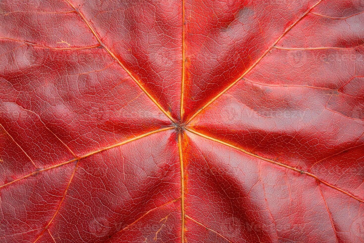 Vibrant red autumn leaf texture photo