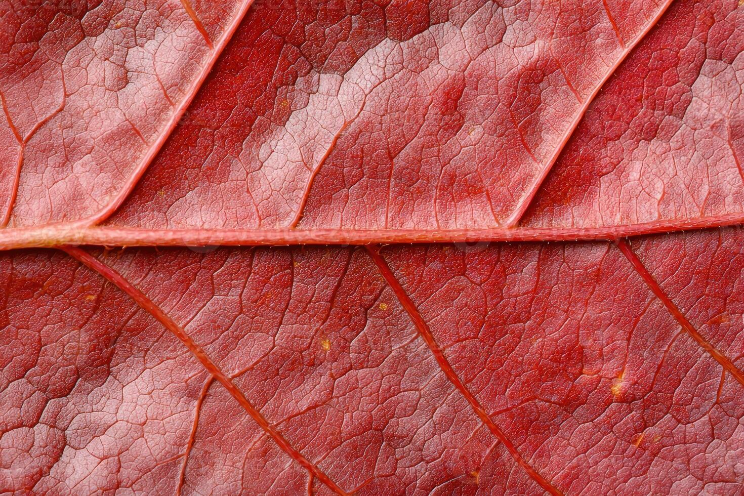 Vibrant red leaf texture with intricate patterns photo