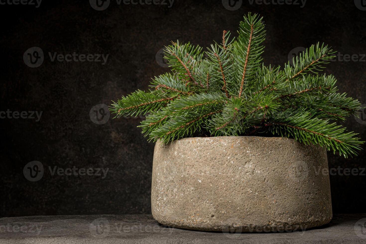 Evergreen pine tree branch in rustic concrete planter photo