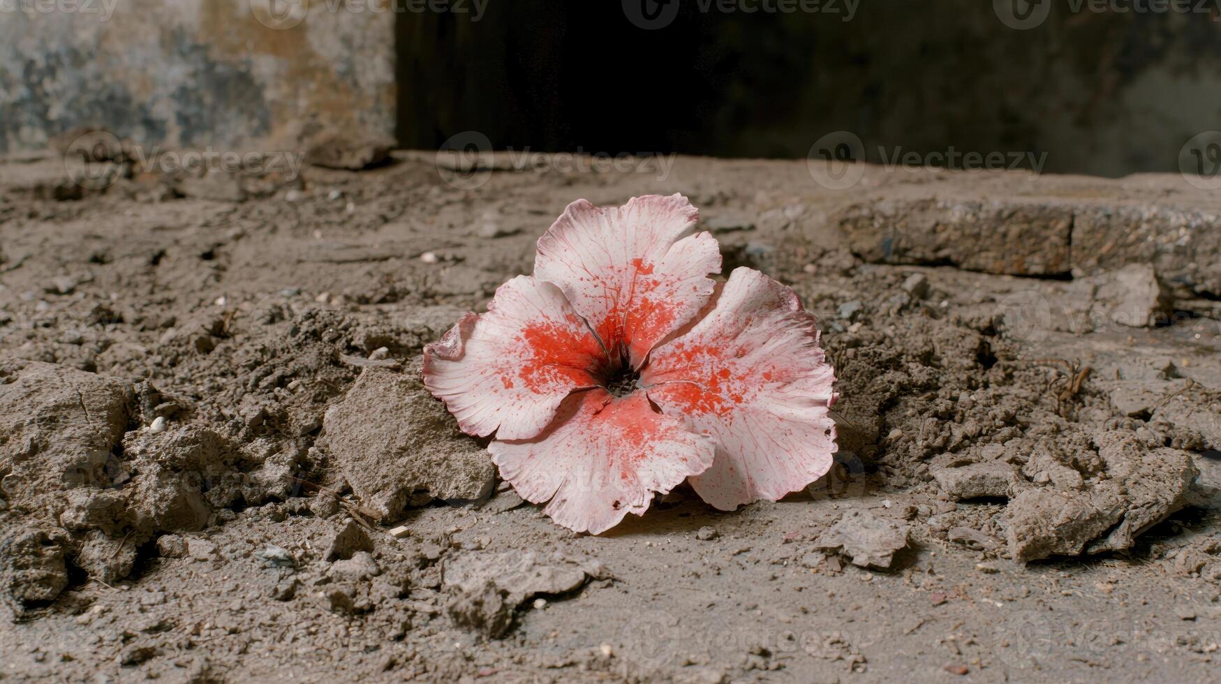 Vibrant pink hibiscus flower blooming on cracked earth photo
