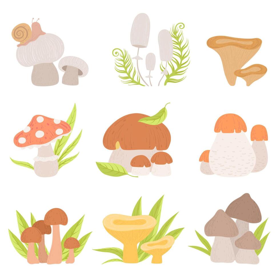 Different Kinds of Forest Mushrooms Set, Edible and Inedible Mushrooms, Wild Organic Products Illustration vector