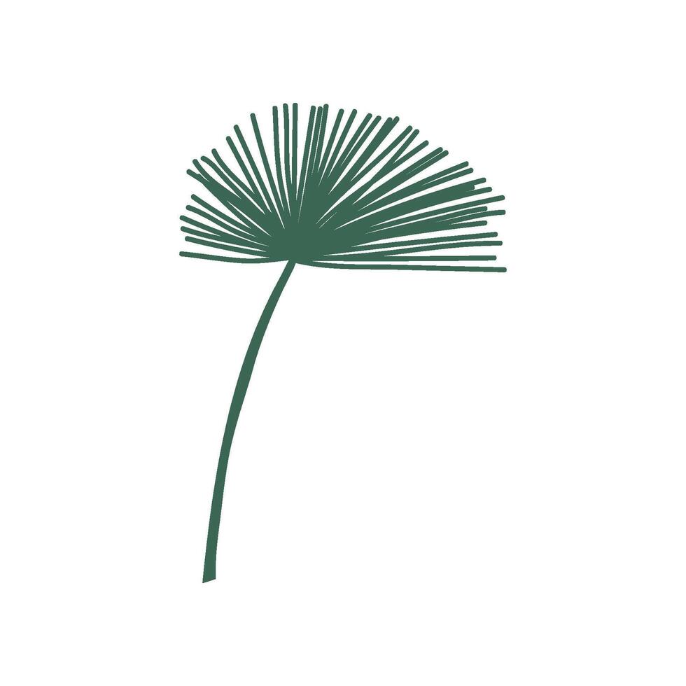 Exotic Talipot Palm Tree Leaf, Botanical Design Element Illustration vector