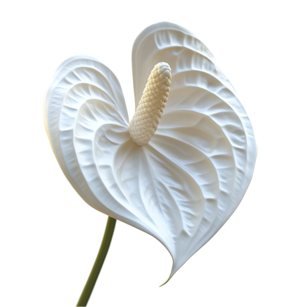 White Peace Lily Plant On A Transparent Background png