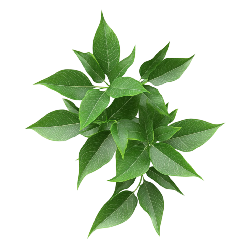 3D Green Leaf Cluster Isolated on Transparent Background png