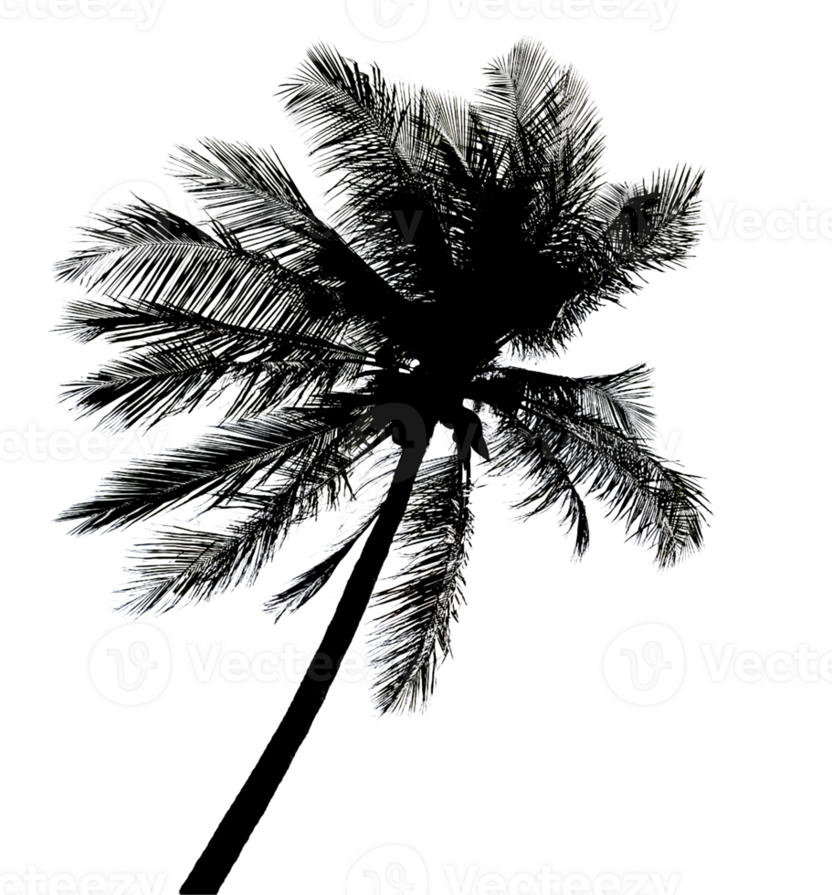 silhouette palm tree transparent background png