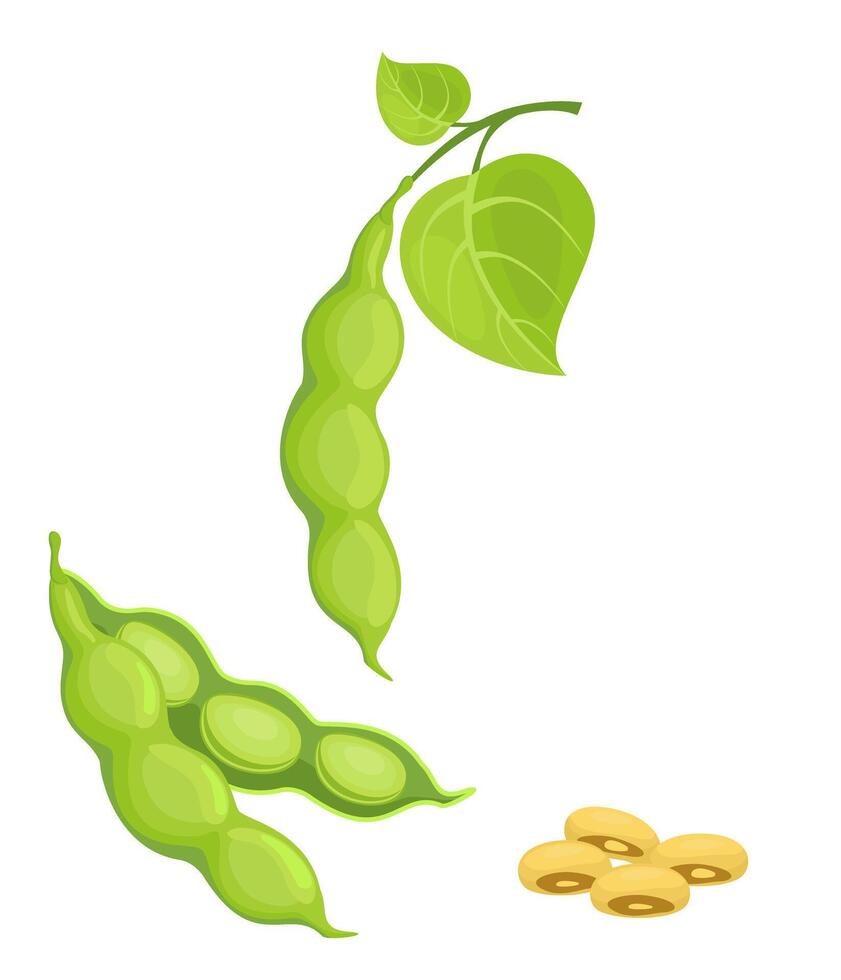 Raw Soya set. Detailed illustration of soybeans, pods, leaves. Healthy food, organic veggies, harvest. For packing and emblem farmer market design vector