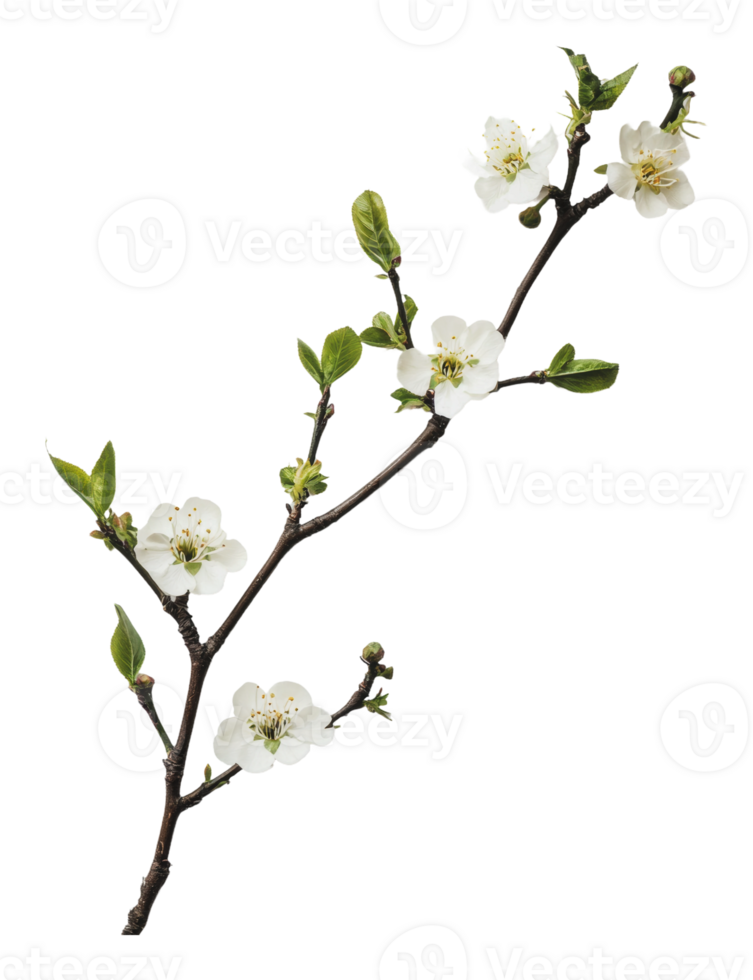 Blooming branch with white flowers in springtime png