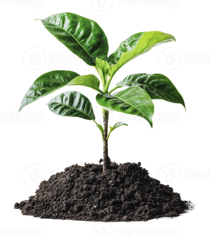 New plant sprouting from rich indoor soil png