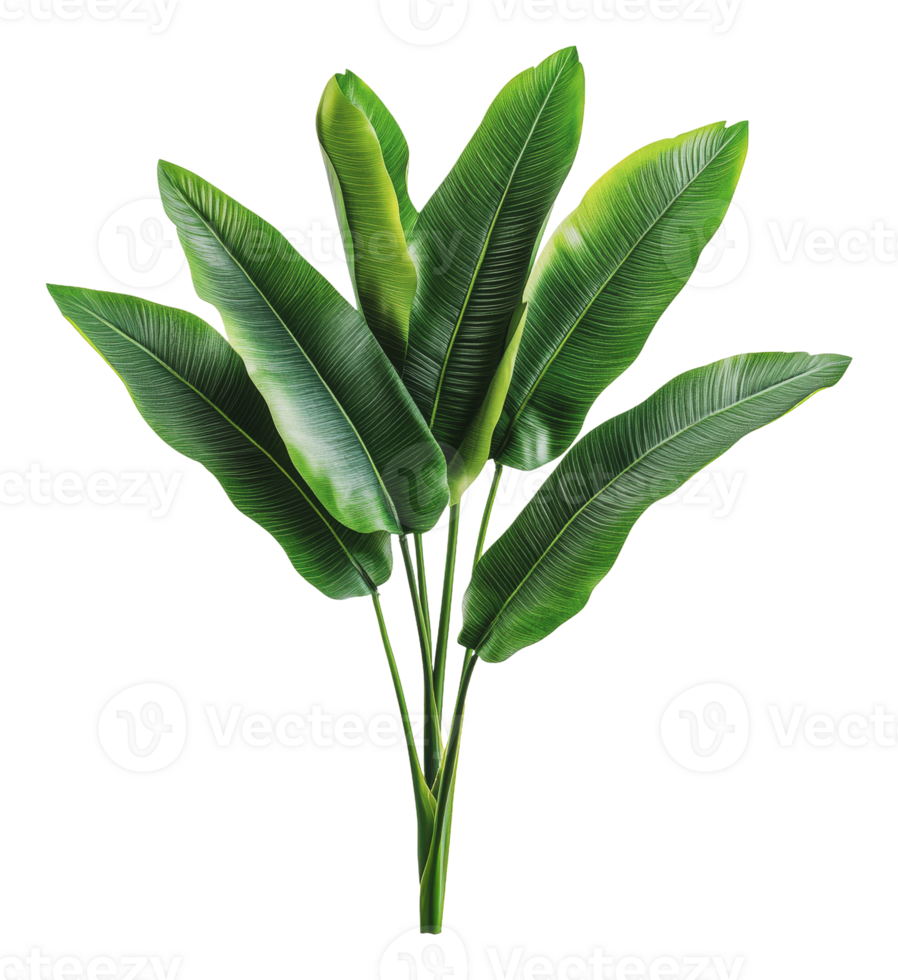 Decorative vibrant green leaves png