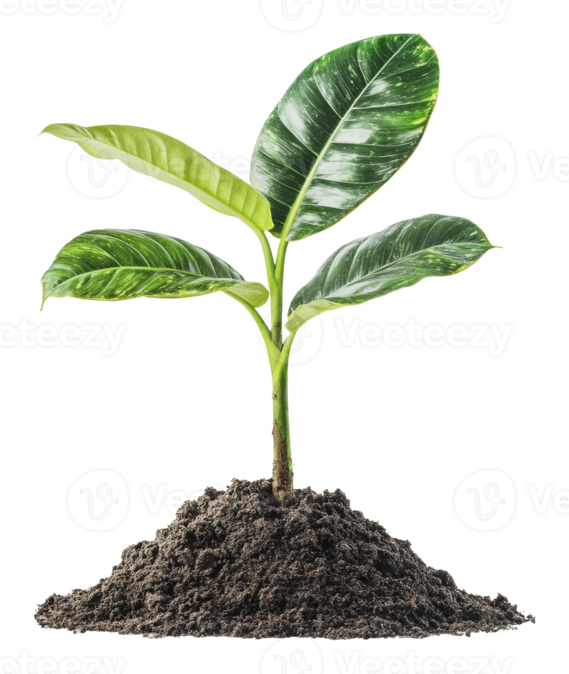 Young plant growing from dark soil in bright light png