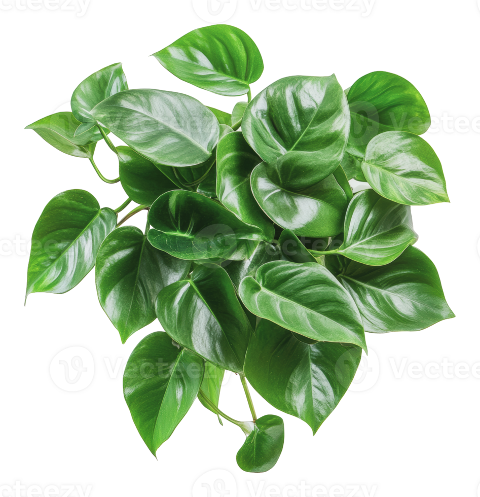 Lush green leaves of a potted plant on display png
