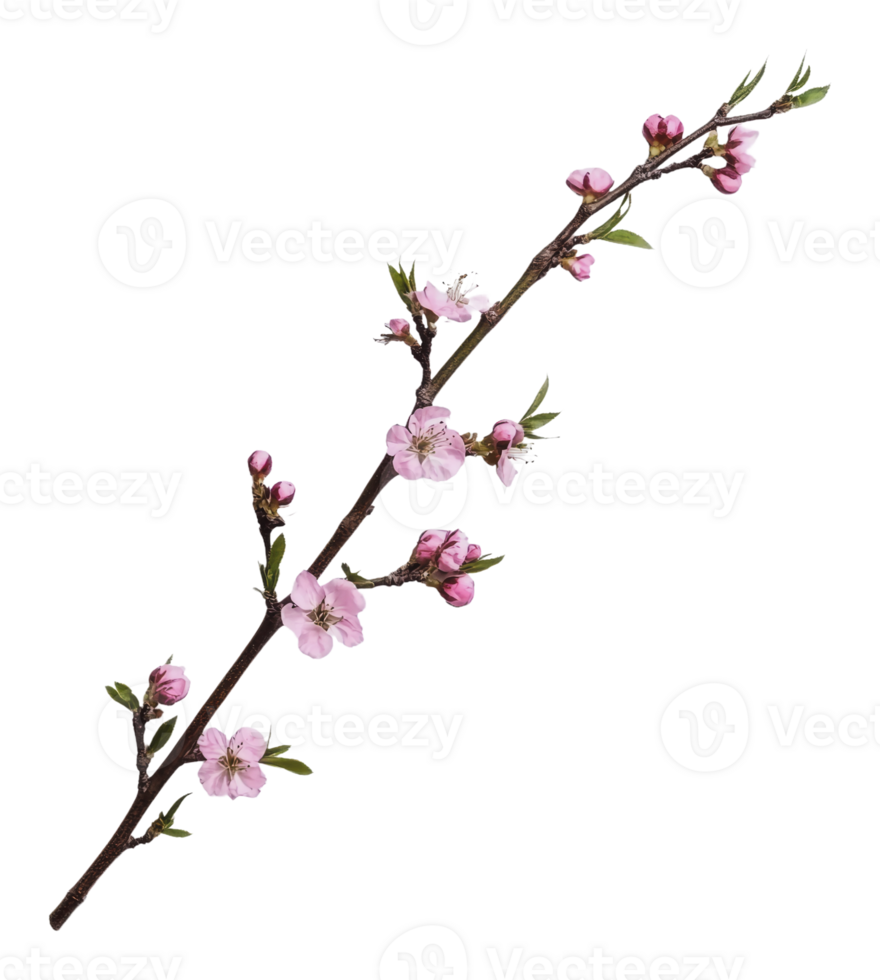 Peach blossom branch with pink flowers and buds png