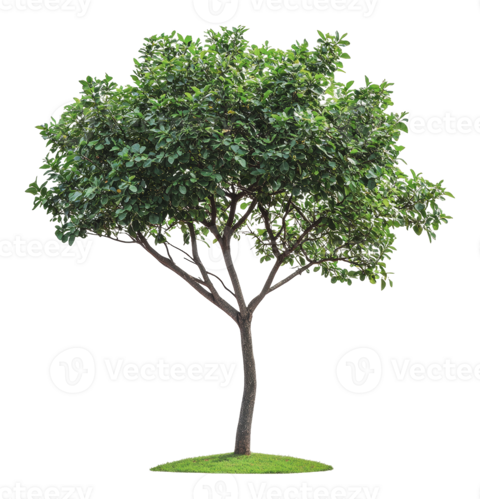 Beautiful leafy tree on a grassy base in daylight png